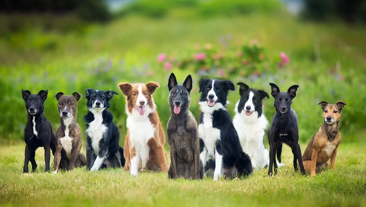 nine-dogs-in-grassy-field_jpg
